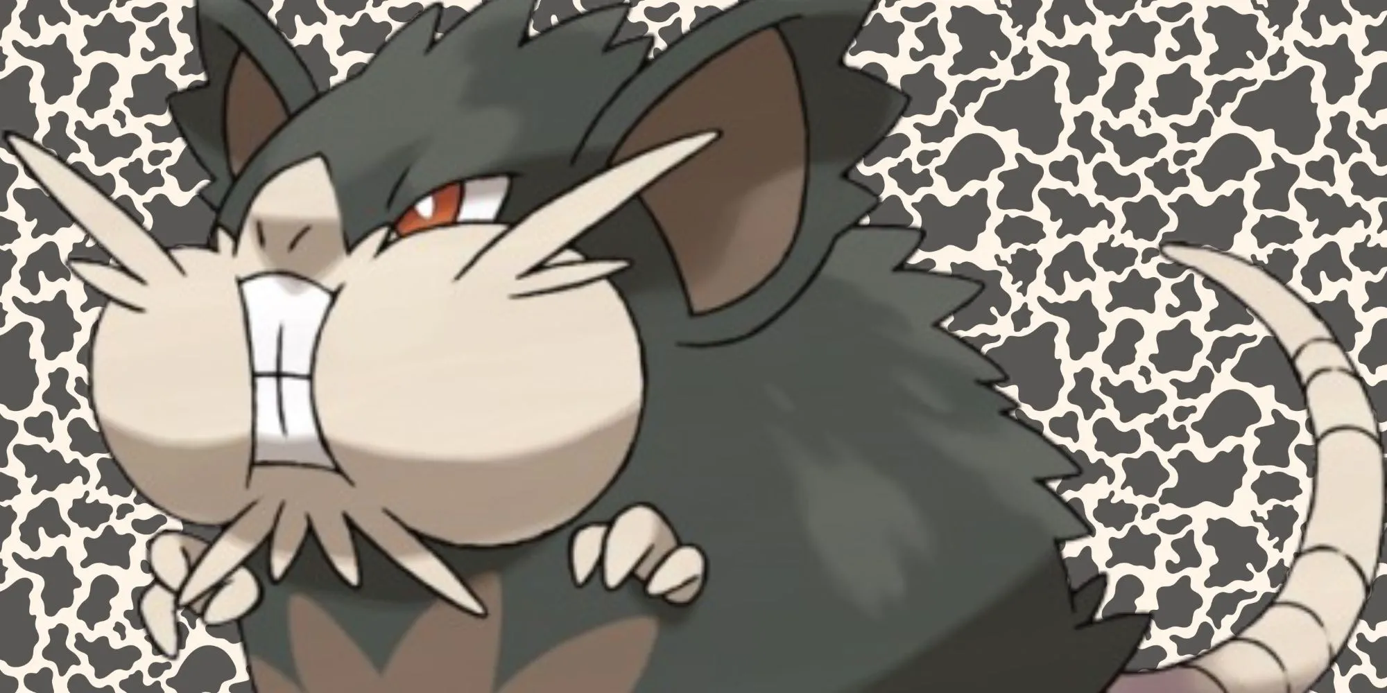 Pokémon Raticate dạng Alola với thân hình mập mạp và đôi má phúng phính